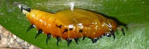 Pupae